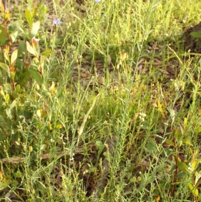 Linum marginale (Native Flax) at Kambah, ACT - 28 Oct 2020 by Sarah2019