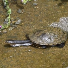 Chelodina longicollis (Eastern Long-necked Turtle) at Lake George, NSW - 29 Oct 2020 by davidcunninghamwildlife