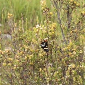 Phalaenoides glycinae at Kambah, ACT - 28 Oct 2020