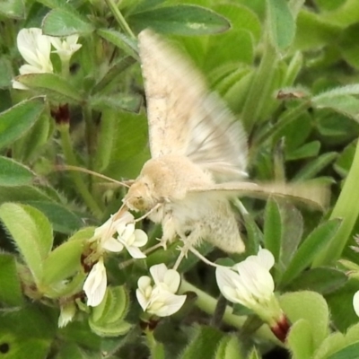 Helicoverpa (genus) (A bollworm) at Rendezvous Creek, ACT - 30 Oct 2020 by KMcCue