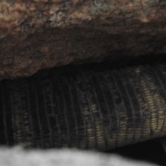 Varanus rosenbergi (Heath or Rosenberg's Monitor) at Rendezvous Creek, ACT - 30 Oct 2020 by KMcCue