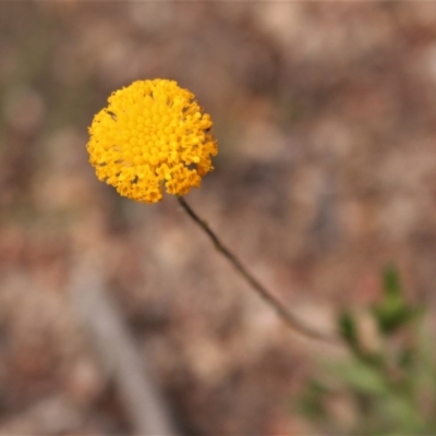 Leptorhynchos squamatus (Scaly Buttons) at Tuggeranong DC, ACT - 28 Oct 2020 by Sarah2019