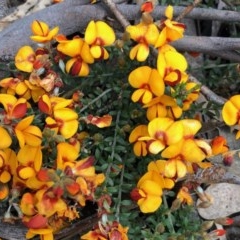 Mirbelia oxylobioides (Mountain Mirbelia) at Rendezvous Creek, ACT - 30 Oct 2020 by KMcCue