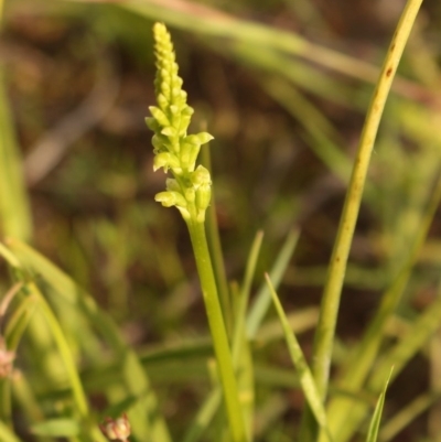 Microtis (genus) (onion orchids) at Tuggeranong DC, ACT - 28 Oct 2020 by Sarah2019