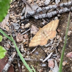 Scopula rubraria at Rendezvous Creek, ACT - 30 Oct 2020 02:02 PM