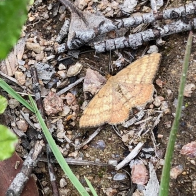 Scopula rubraria (Reddish Wave, Plantain Moth) at Rendezvous Creek, ACT - 30 Oct 2020 by KMcCue