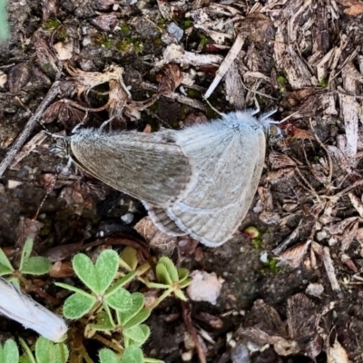 Zizina otis (Common Grass-Blue) at Rendezvous Creek, ACT - 30 Oct 2020 by KMcCue