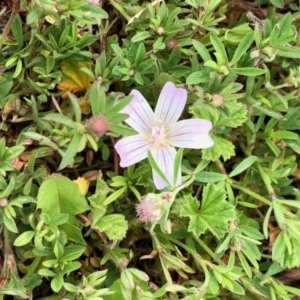 Malva neglecta at Rendezvous Creek, ACT - 30 Oct 2020 01:59 PM