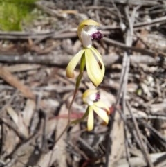 Caladenia hildae (Golden Caps) at Hereford Hall, NSW - 29 Oct 2020 by Greggy