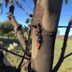 Eurymela fenestrata (Gum tree leafhopper) at Murrumbateman, NSW - 5 May 2020 by Tapirlord