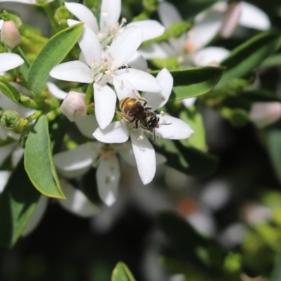 Lipotriches (Austronomia) phanerura (Halictid Bee) at Cook, ACT - 23 Oct 2020 by Tammy