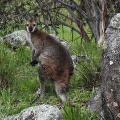 Notamacropus rufogriseus (Red-necked Wallaby) at Rendezvous Creek, ACT - 30 Oct 2020 by KMcCue