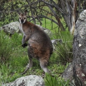 Notamacropus rufogriseus at Rendezvous Creek, ACT - 30 Oct 2020