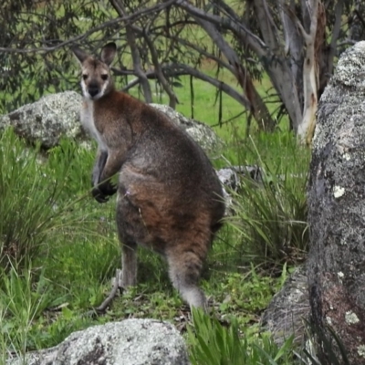 Notamacropus rufogriseus (Red-necked Wallaby) at Rendezvous Creek, ACT - 30 Oct 2020 by KMcCue