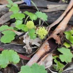 Hydrocotyle laxiflora (Stinking Pennywort) at Majura, ACT - 27 Oct 2020 by Sarah2019