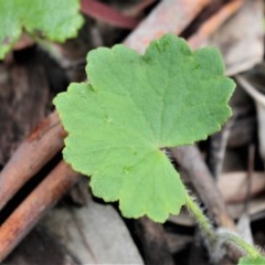 Hydrocotyle laxiflora at Majura, ACT - 27 Oct 2020