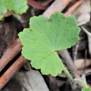 Hydrocotyle laxiflora at Majura, ACT - 27 Oct 2020