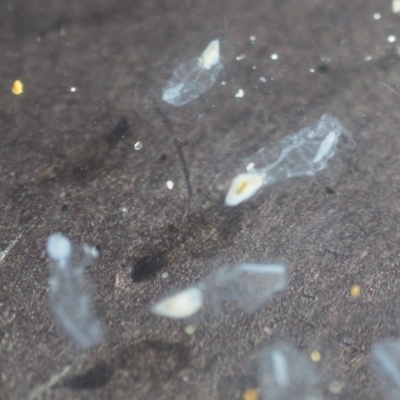 Unverified Marine Invertebrate at Guerilla Bay, NSW - 23 Oct 2020 by lyndallh
