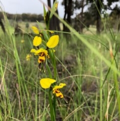 Diuris sulphurea (Tiger Orchid) at Mulligans Flat - 24 Oct 2020 by JasonC