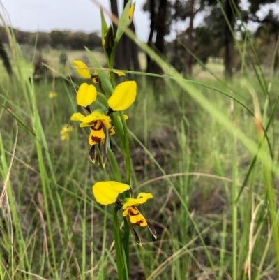 Diuris sulphurea (Tiger Orchid) at Mulligans Flat - 24 Oct 2020 by JasonC