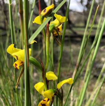 Diuris sulphurea (Tiger Orchid) at Mulligans Flat - 29 Oct 2020 by JasonC