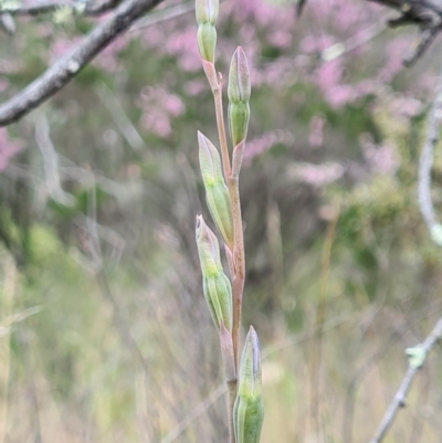 Thelymitra sp. (A Sun Orchid) at Denman Prospect, ACT - 29 Oct 2020 by AaronClausen