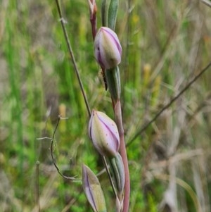 Thelymitra sp. at Denman Prospect, ACT - 29 Oct 2020