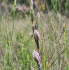 Thelymitra sp. at Denman Prospect, ACT - 29 Oct 2020