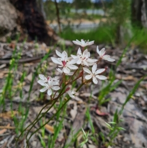 Burchardia umbellata at Denman Prospect, ACT - 29 Oct 2020 04:10 PM