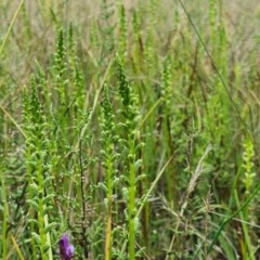 Microtis sp. (Onion Orchid) at Denman Prospect, ACT - 29 Oct 2020 by AaronClausen