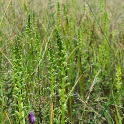 Microtis sp. (Onion Orchid) at Denman Prospect, ACT - 29 Oct 2020 by AaronClausen