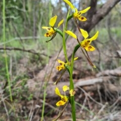 Diuris sulphurea at Denman Prospect, ACT - suppressed