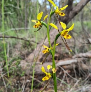 Diuris sulphurea at Denman Prospect, ACT - 29 Oct 2020