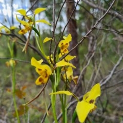 Diuris sulphurea at Denman Prospect, ACT - 29 Oct 2020