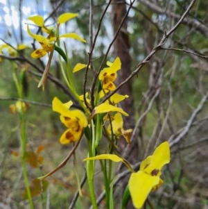 Diuris sulphurea at Denman Prospect, ACT - suppressed