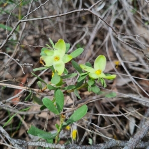 Hibbertia obtusifolia at Denman Prospect, ACT - 29 Oct 2020 05:00 PM