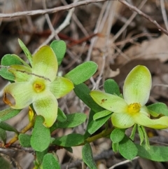 Hibbertia obtusifolia at Denman Prospect, ACT - 29 Oct 2020