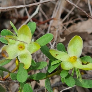 Hibbertia obtusifolia at Denman Prospect, ACT - 29 Oct 2020 05:00 PM