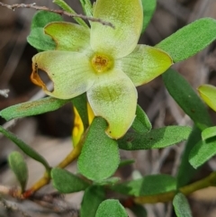 Hibbertia obtusifolia at Denman Prospect, ACT - 29 Oct 2020 05:00 PM