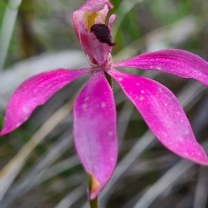 Caladenia congesta at Denman Prospect, ACT - suppressed