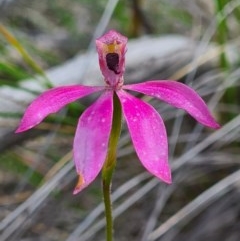 Caladenia congesta at Denman Prospect, ACT - suppressed