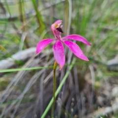 Caladenia congesta at Denman Prospect, ACT - suppressed