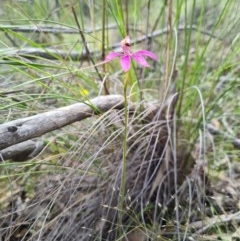 Caladenia congesta at Denman Prospect, ACT - suppressed