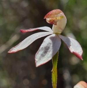 Caladenia moschata at Denman Prospect, ACT - 29 Oct 2020