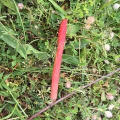 Phallus rubicundus (Phallus rubicundus) at Tuggeranong DC, ACT - 23 Oct 2020 by Jaff067