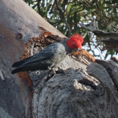 Callocephalon fimbriatum (Gang-gang Cockatoo) at O'Malley, ACT - 28 Oct 2020 by roymcd