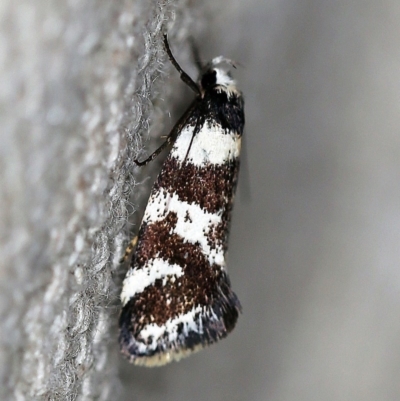 Isomoralla eriscota (Philobota Group) at O'Connor, ACT - 17 Dec 2019 by ibaird