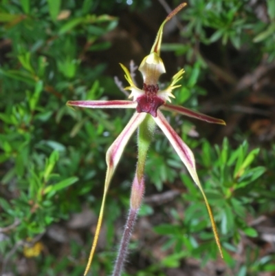 Caladenia parva (Brown-clubbed Spider Orchid) at Tennent, ACT - 29 Oct 2020 by Harrisi