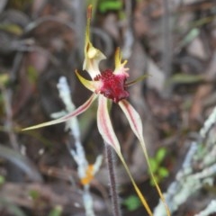 Caladenia parva at Tennent, ACT - 29 Oct 2020