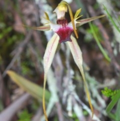 Caladenia parva at Tennent, ACT - 29 Oct 2020